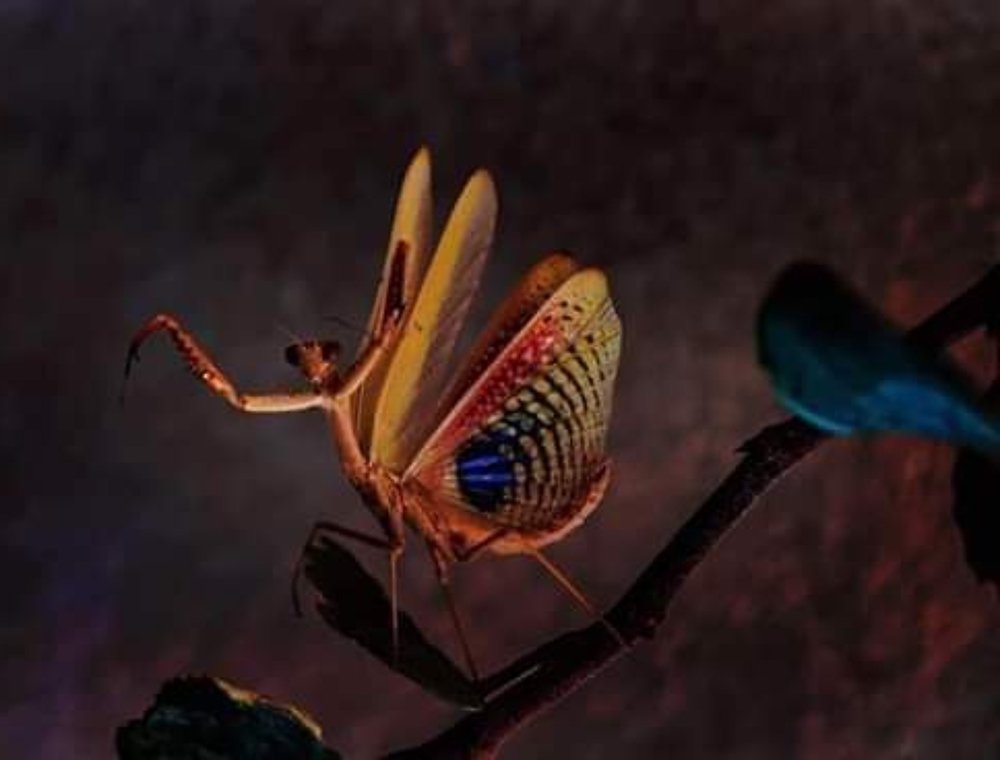 Photograph by Jafar Yahia