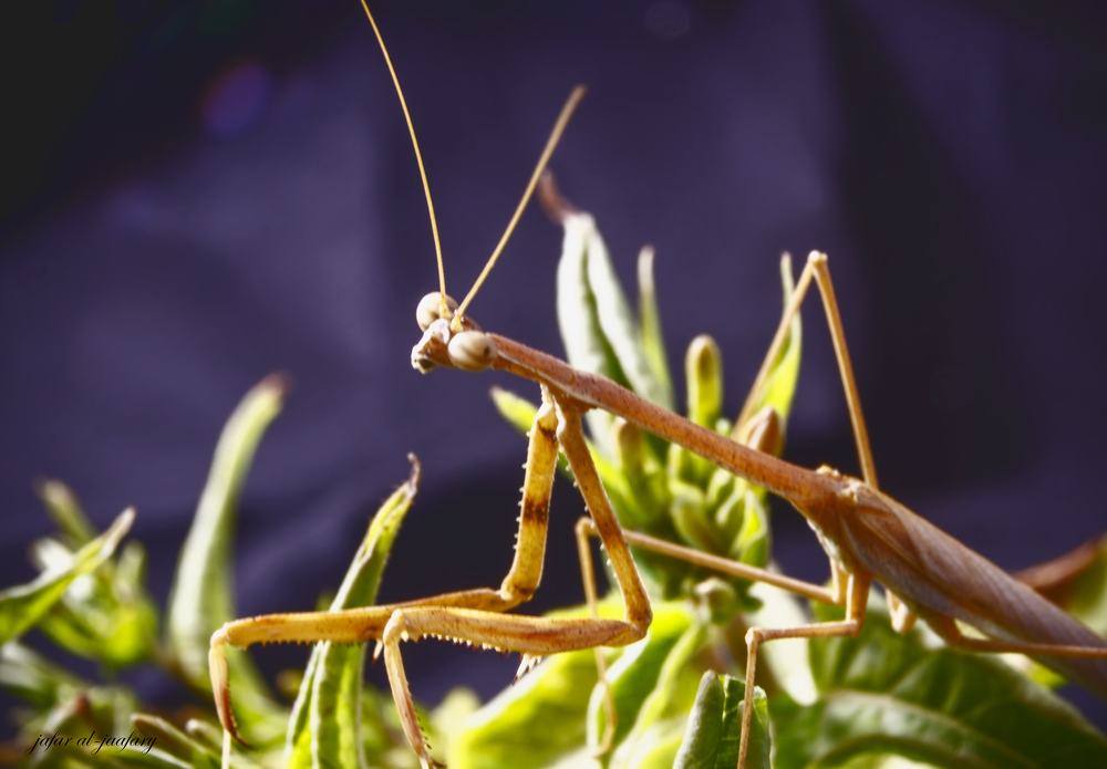 Photograph by Jafar Yahia