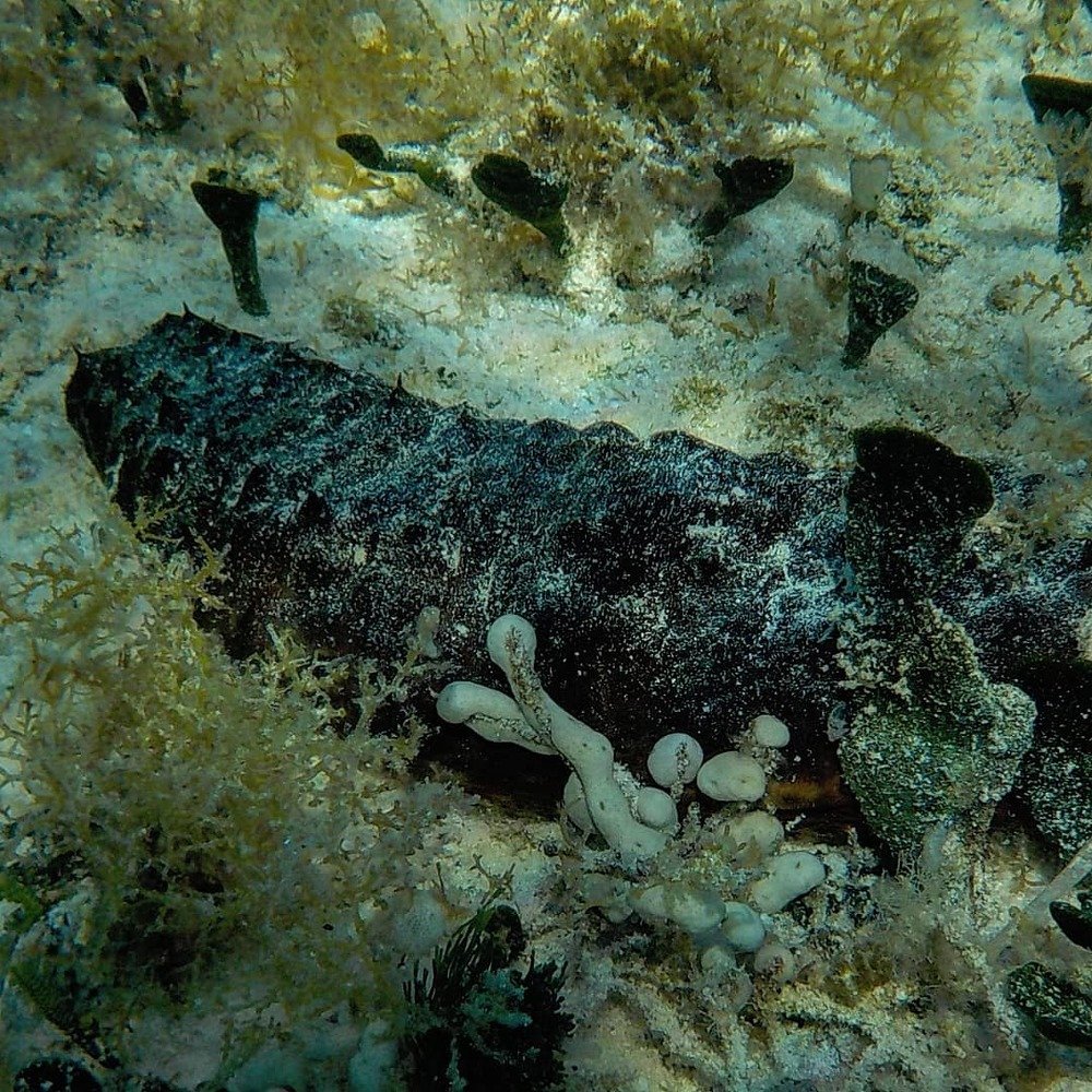 Holothuria. Sea cucumber