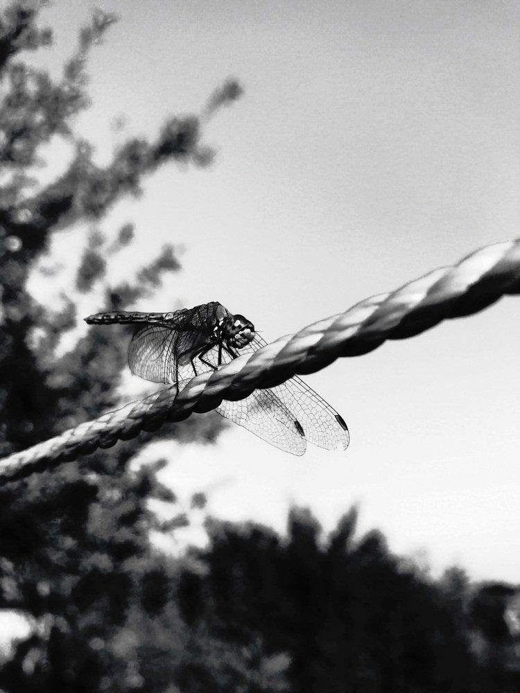 Фотография автора Климентий