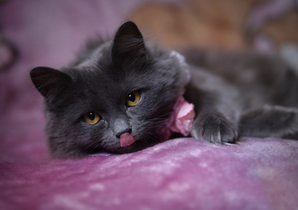 Photograph by Вера Шамраева