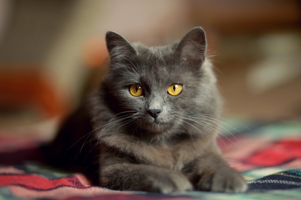 Photograph by Вера Шамраева