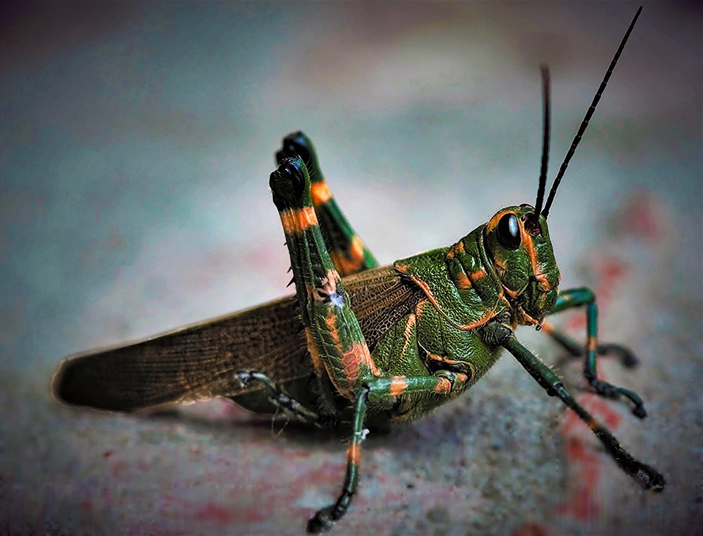 merodeando el jardín