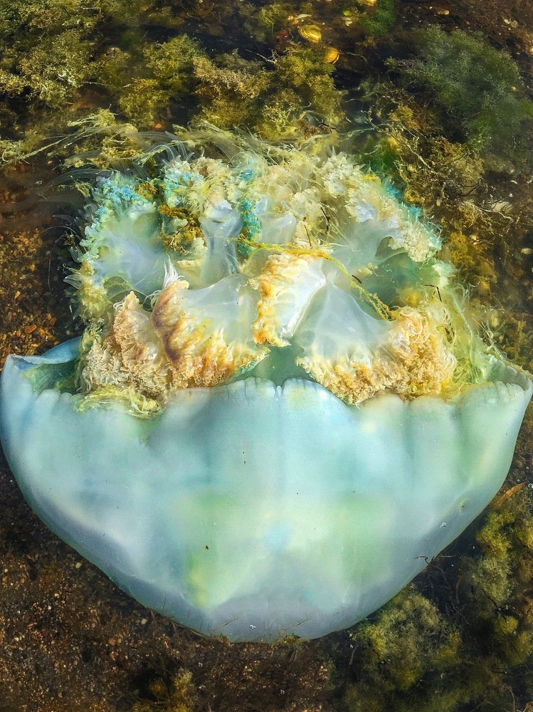 Photograph by Светлана Мейта