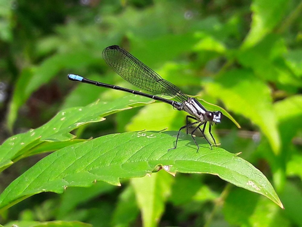 Photograph by Régis Santos