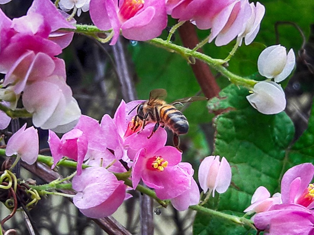 Photograph by Régis Santos