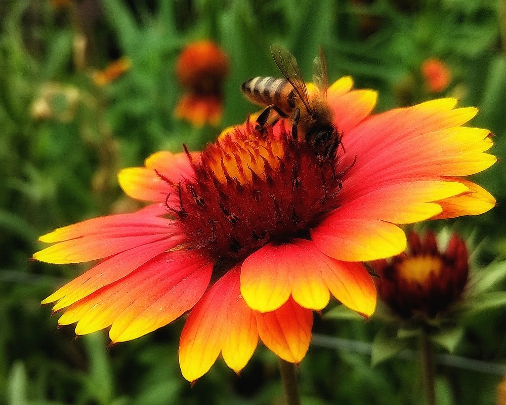 Photograph by Светлана Безъязычная