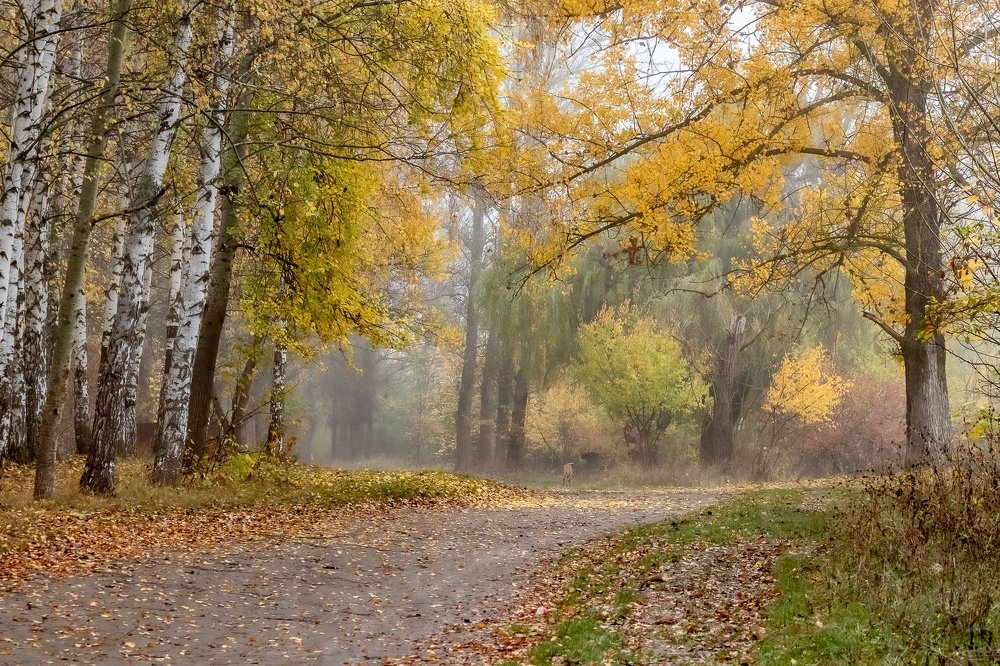 Photograph by Алексей Кремнёв