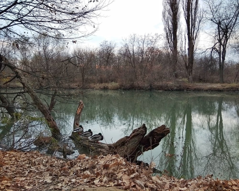 Photograph by Светлана Безъязычная