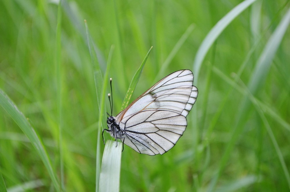 Хрупкое создание.