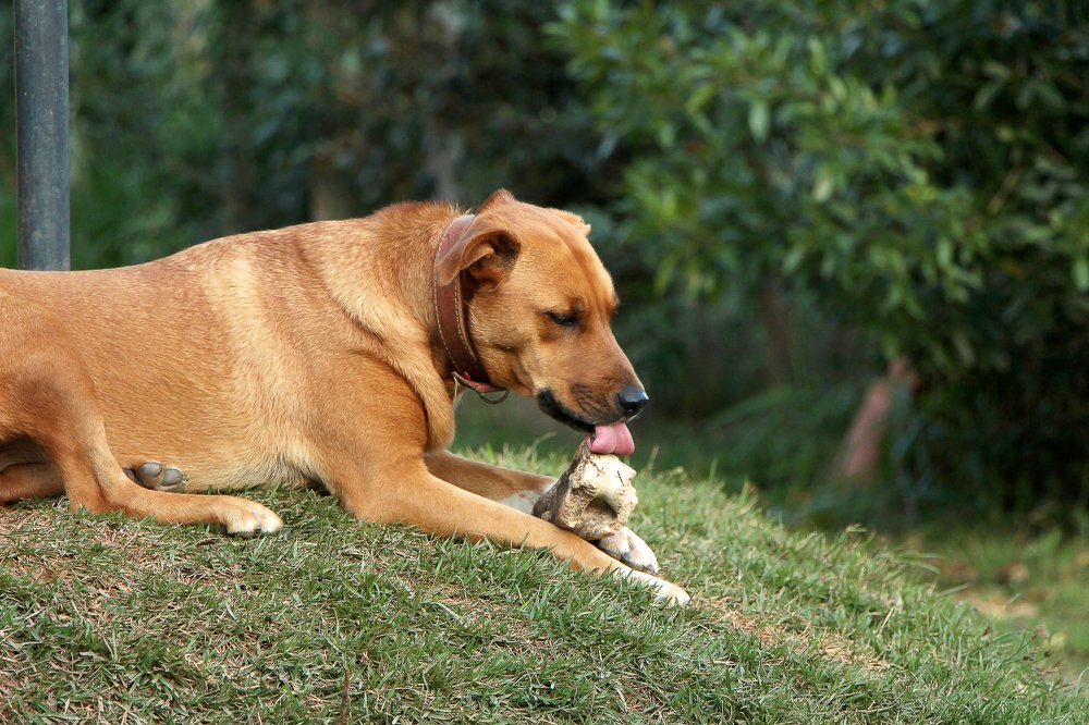 Photograph by Tatiana Barthem