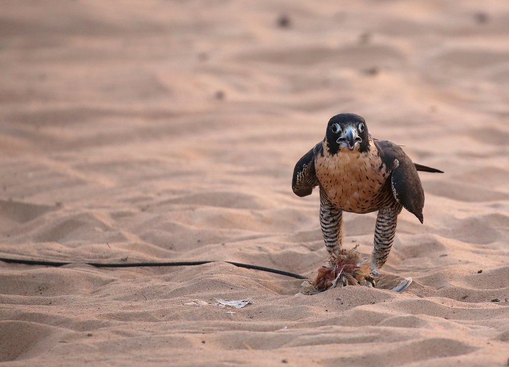 Photograph by Lisiane Kindlein