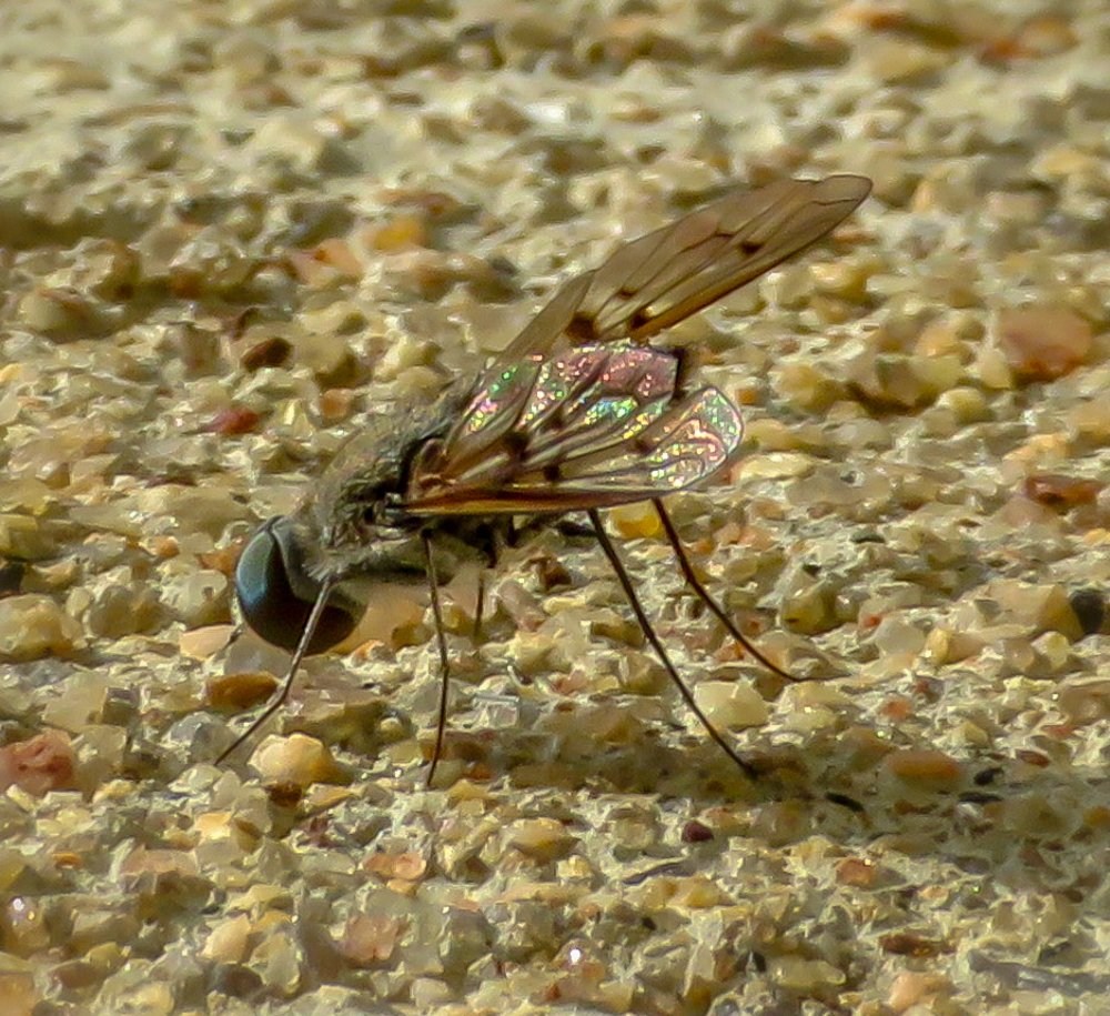 Photograph by Susmita Paul