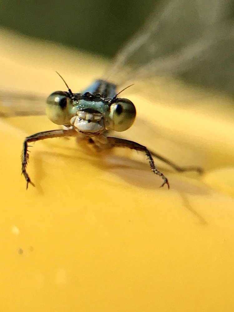 Улыбка стрекозы