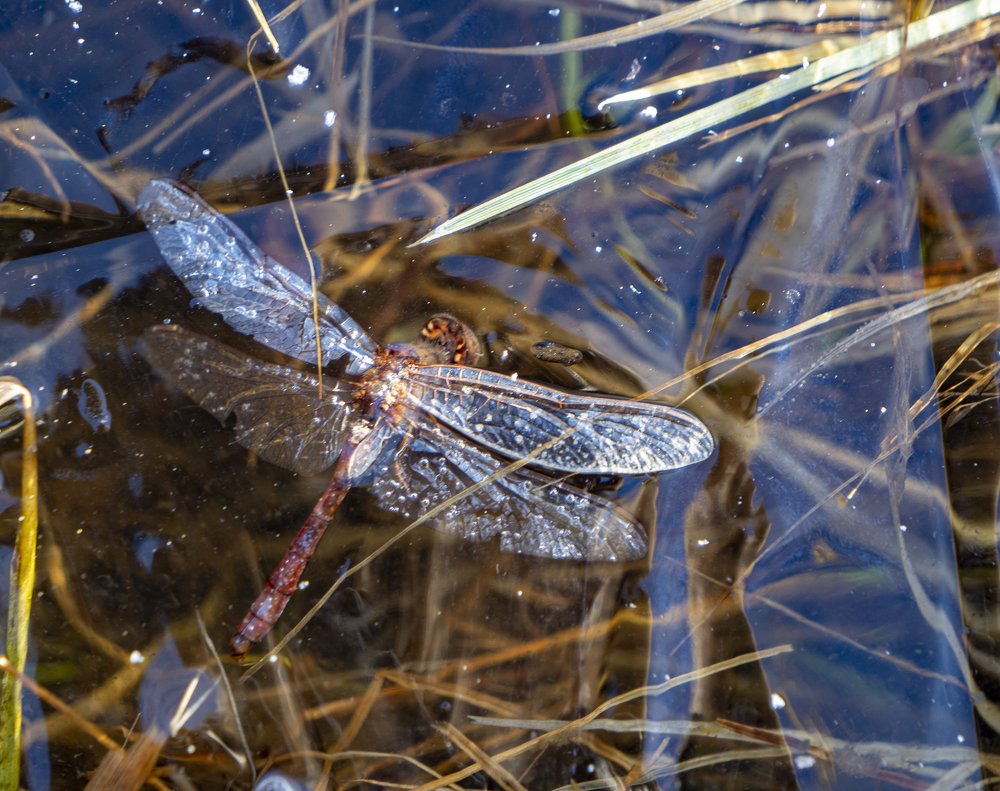 Photograph by Юрий Чернов