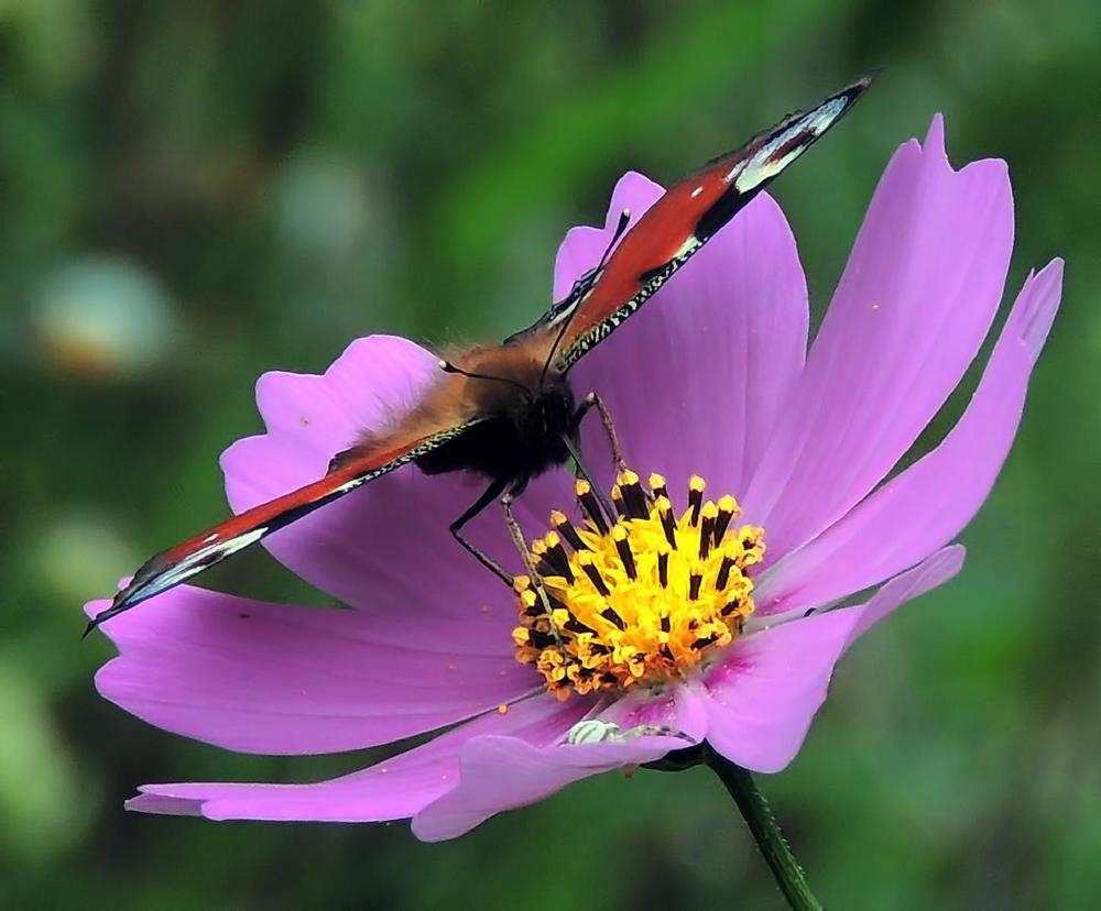Фотография автора Роман Савоцкий