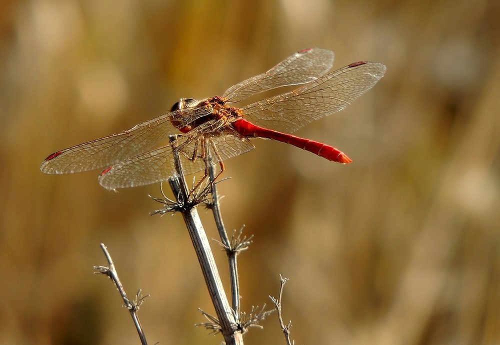 Photograph by Роман Савоцкий