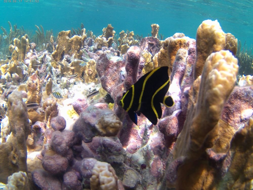 Angel fish