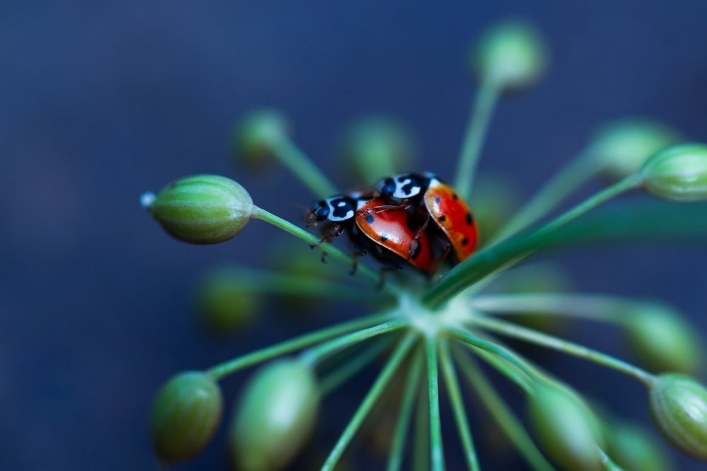 Photograph by Ксения Глубокова