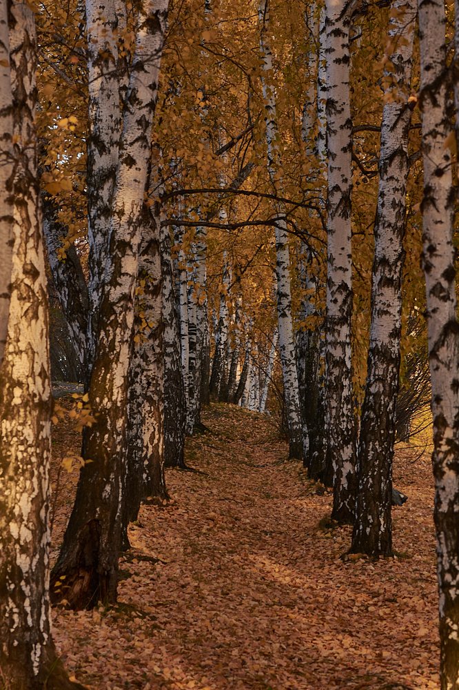 Photograph by Елена Ельцова