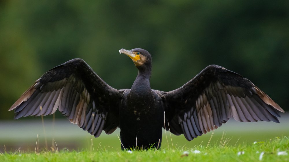 Фотография автора Anandhu M