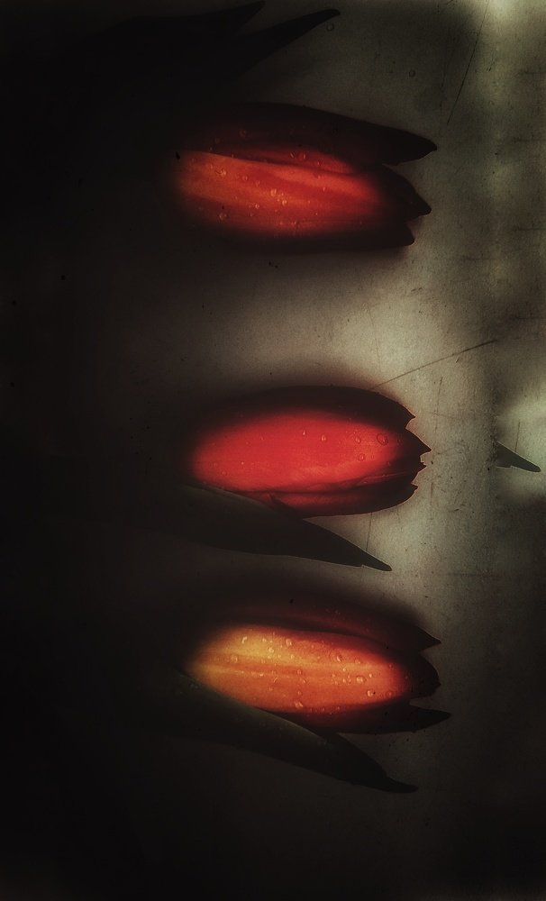 Photograph by Юлия Марфонова