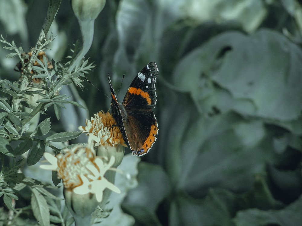 Крапивница (Nymphalis urticae)