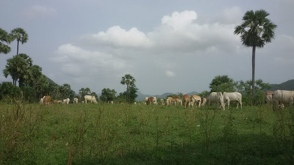 Photo #5068443