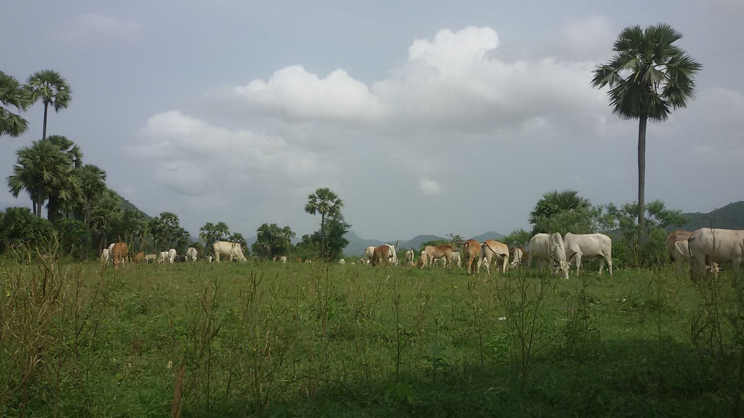 Photo #5068443