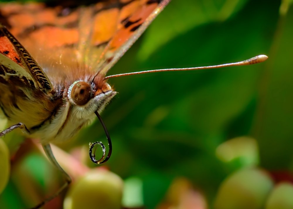 Photograph by Fernando Lopez Lago