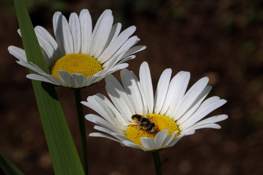 Photograph by Ксения Глубокова