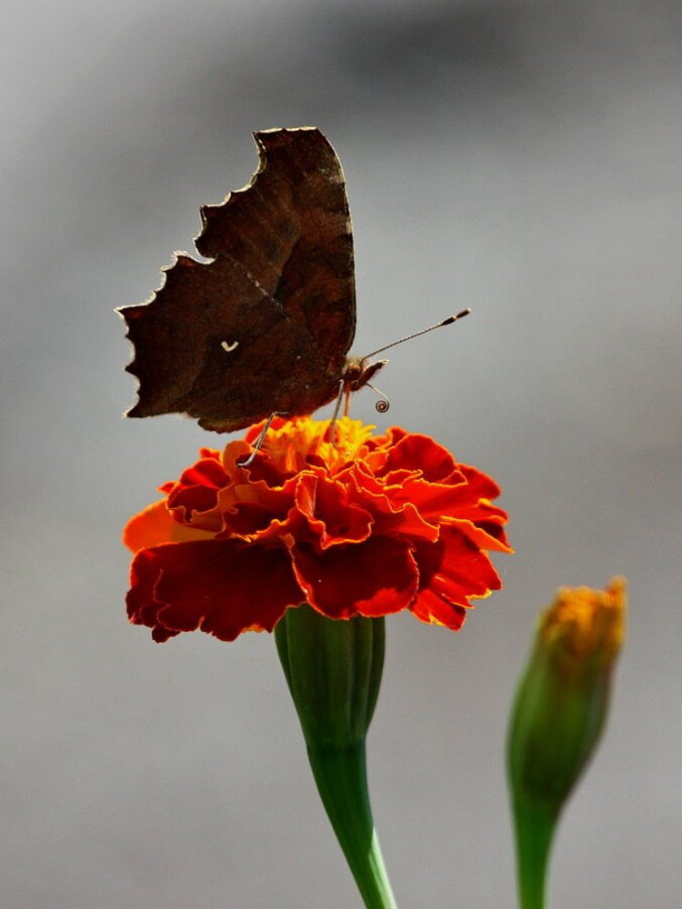 Фотография автора АЛЕКСАНДР ЦЫГЕЛЬНЮК