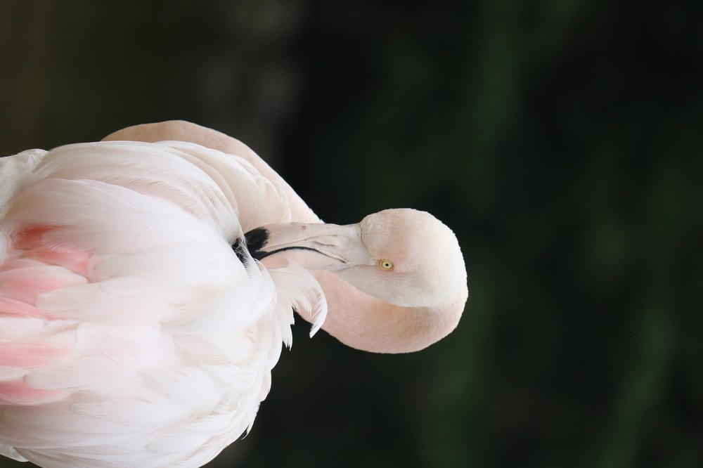 Photograph by Hossein Zeinali