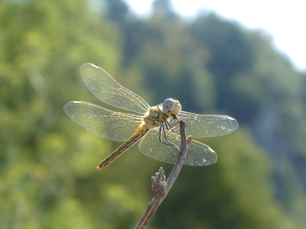 Photograph by Davorin Jurković