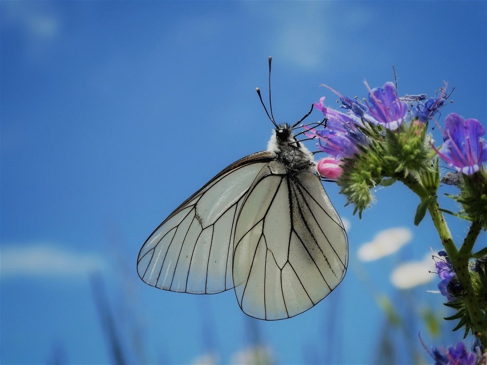 Photograph by Davorin Jurković