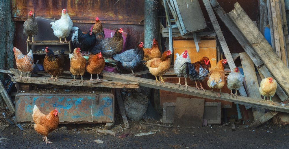 Нет народа веселей...