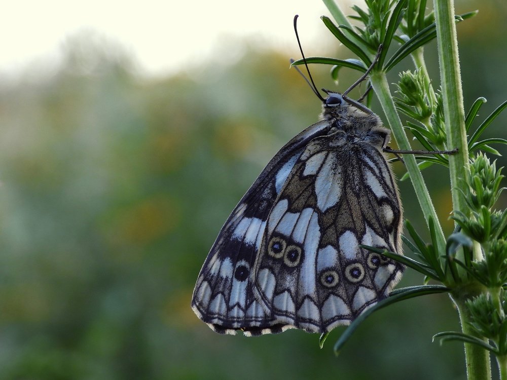 Photograph by Davorin Jurković