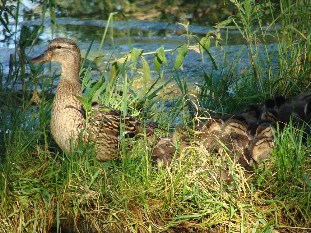 Утка с утятами на берегу реки