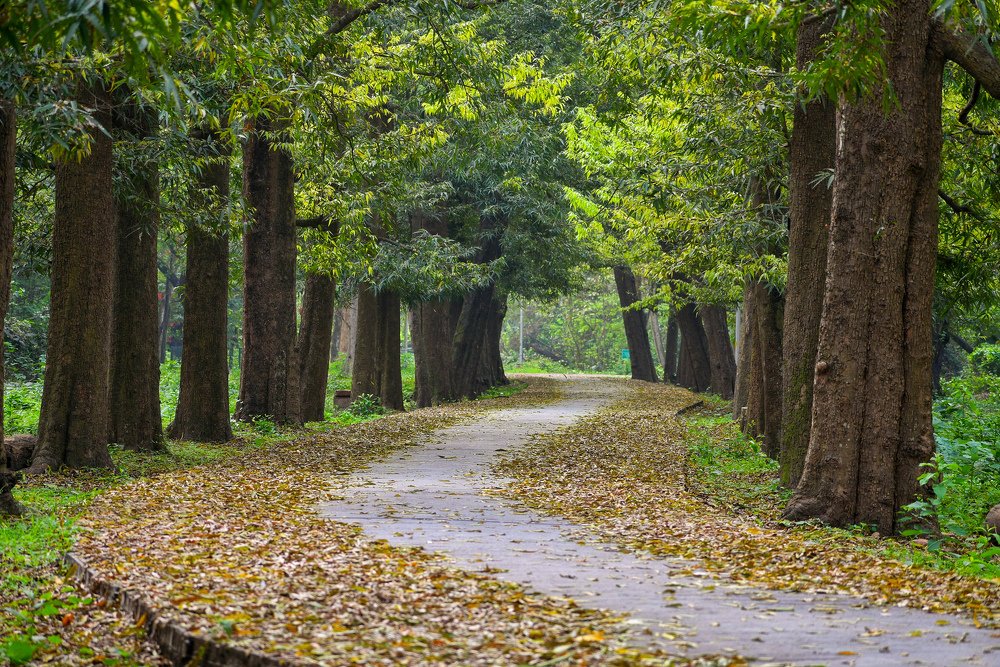 Фотография автора ANKIT GHOSH