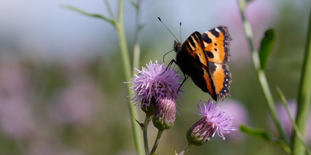 Photograph by Сергей Забиякин