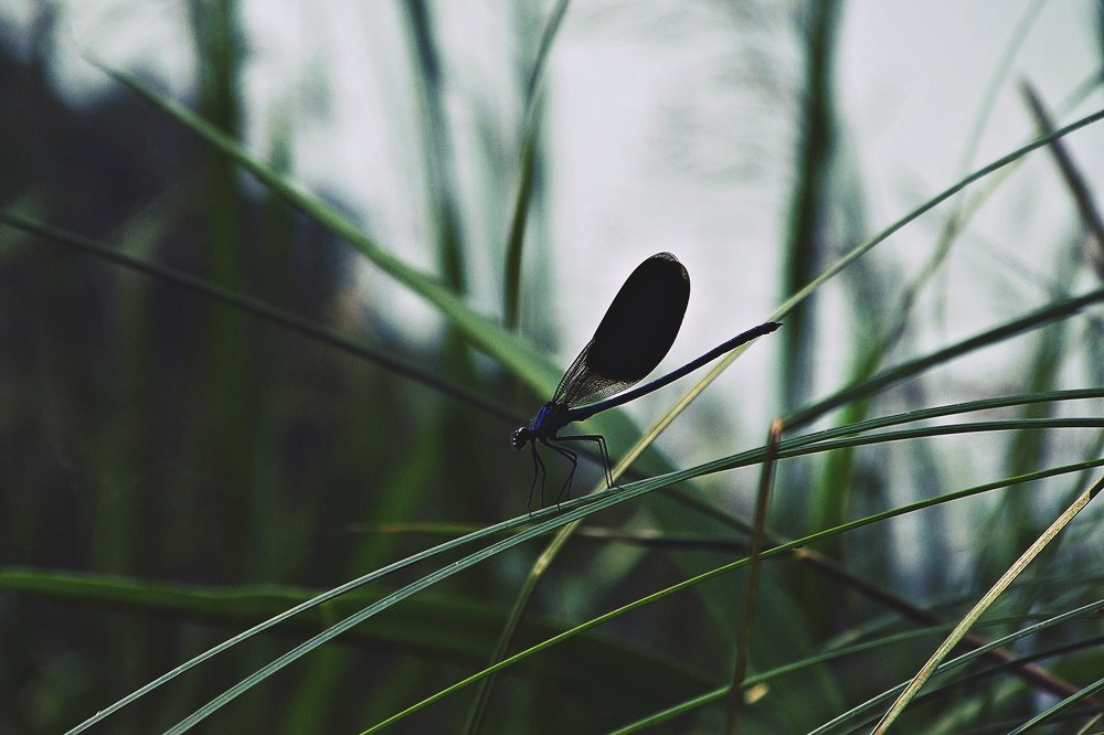 Photograph by Елизавета Силова