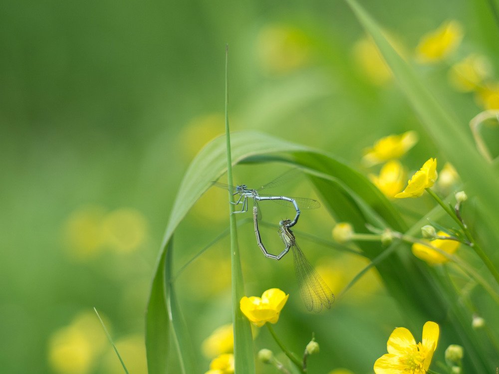 Photograph by Сергей Забиякин