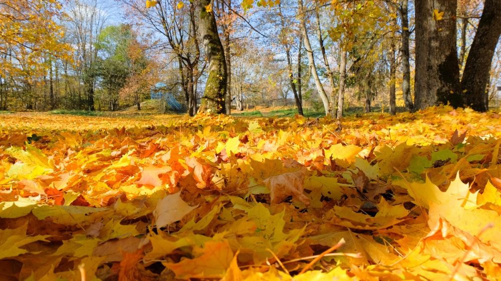 Фотография автора Александр Буренко
