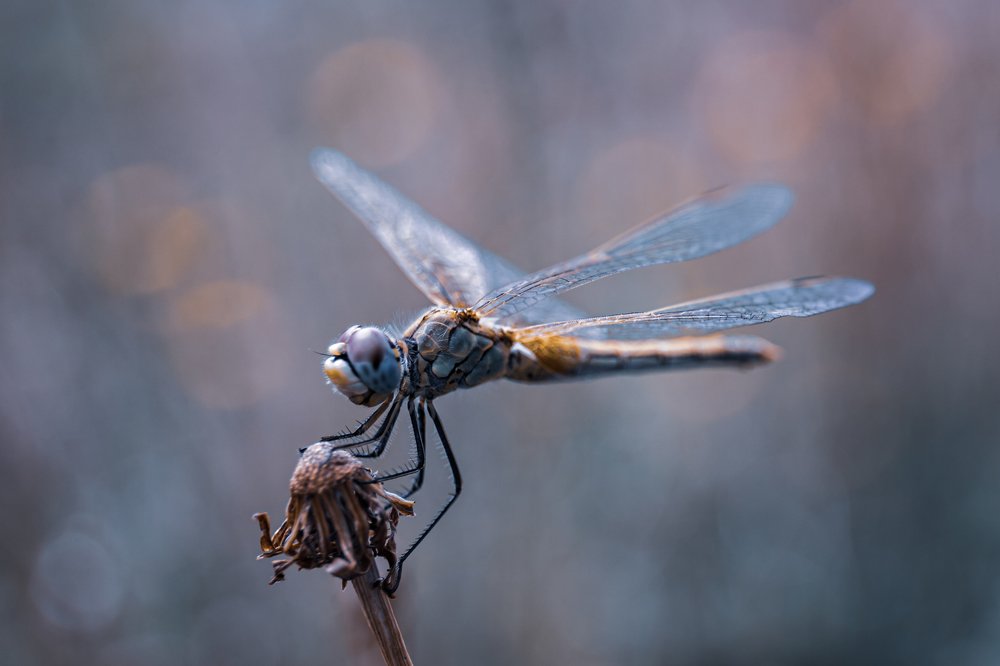 Фотография автора Summerlin