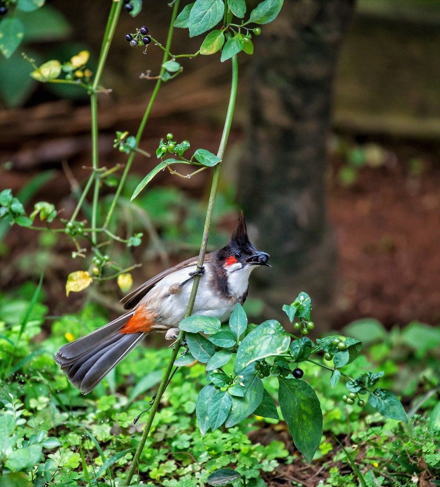 Red whiskered Bulbul