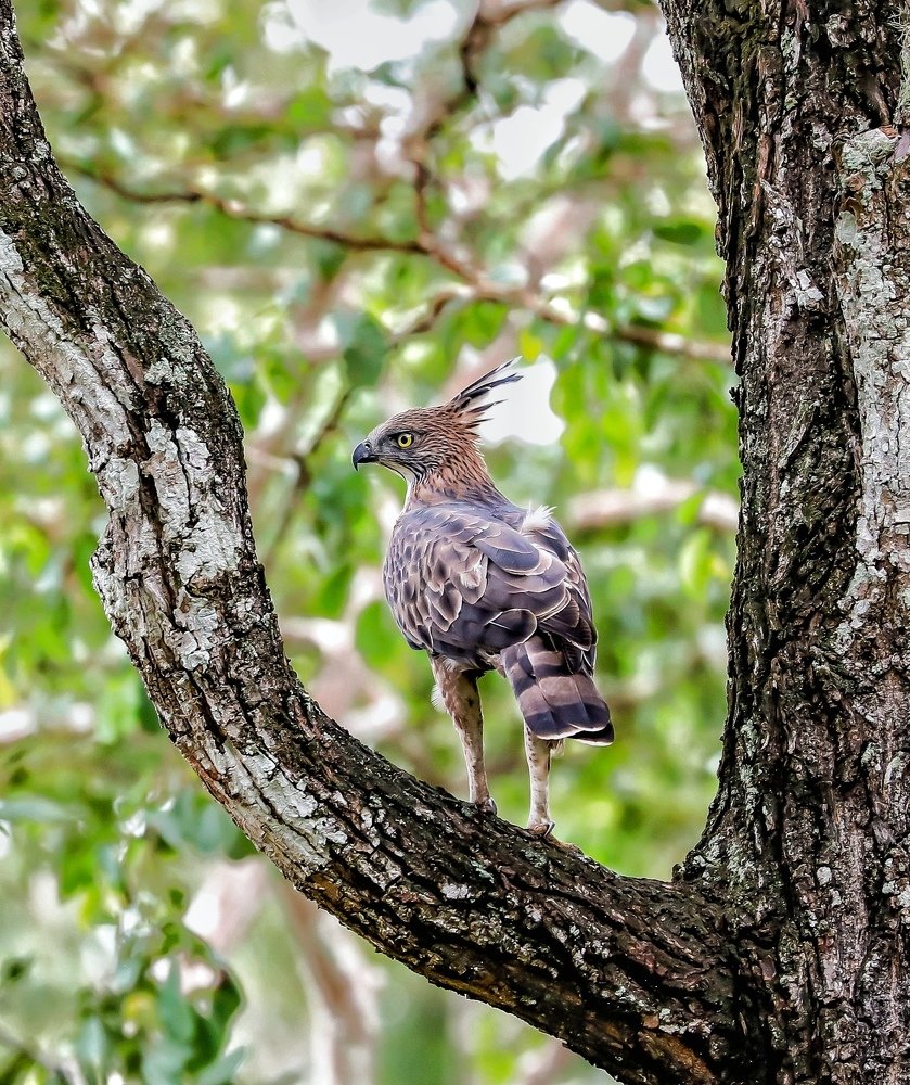 Changeable Hawk Eagle