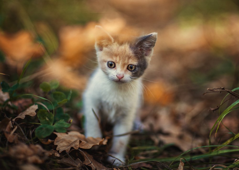 Photograph by Татьяна Муравкина