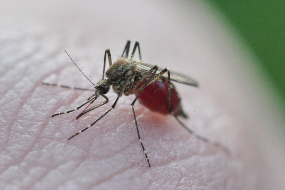 Photograph by Анна-Лаймуте Милошевич