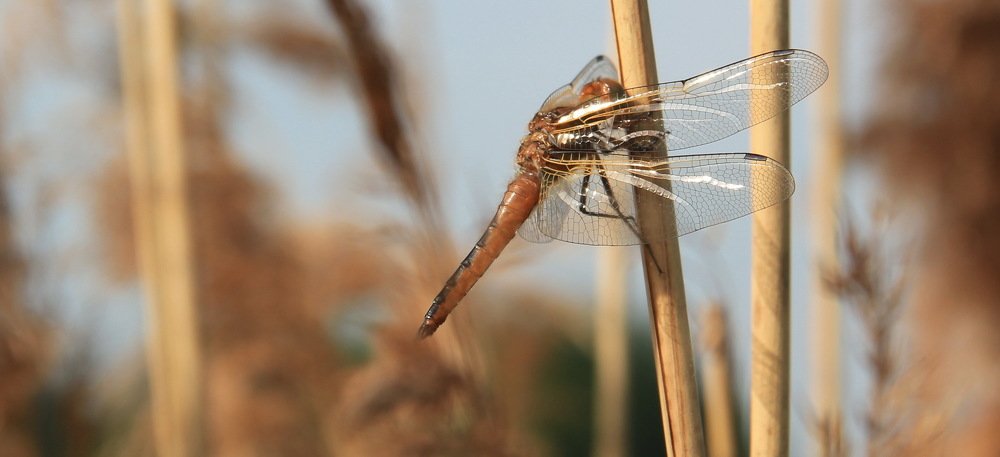 Photograph by Анна-Лаймуте Милошевич