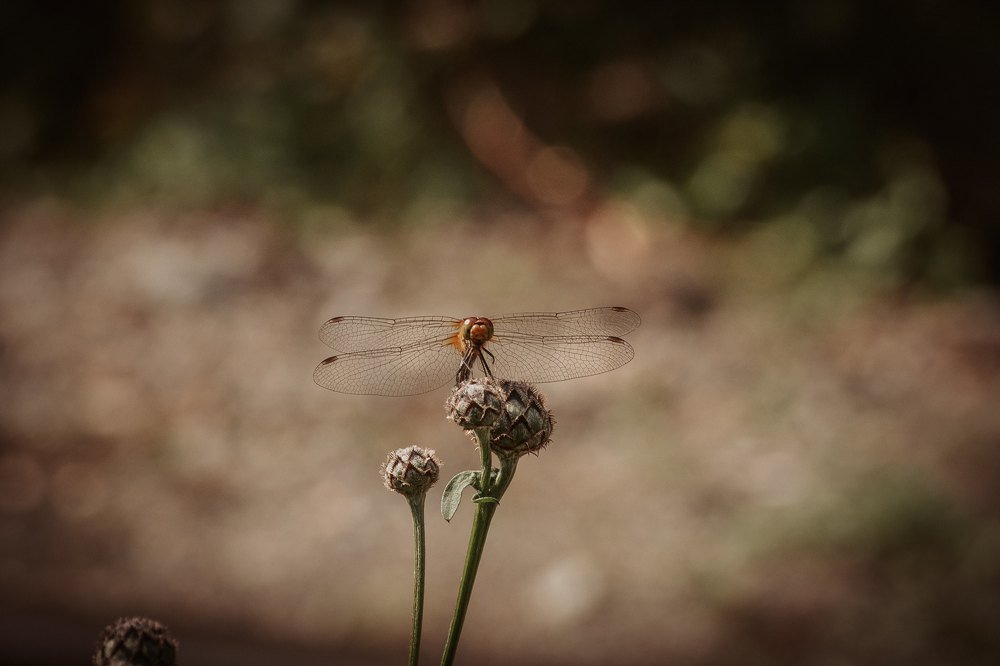 Photograph by Роман Марков